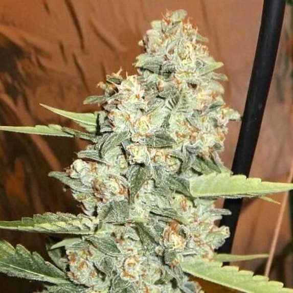 Jedi Kush Cannabis Seeds