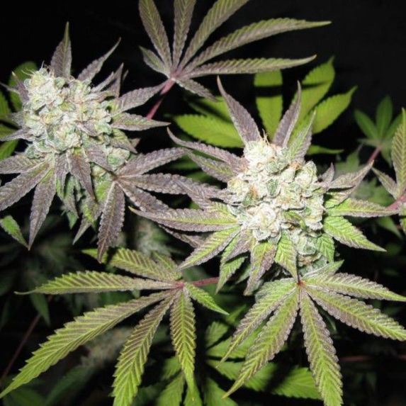 Tiramisu - The Gold Line Cannabis Seeds