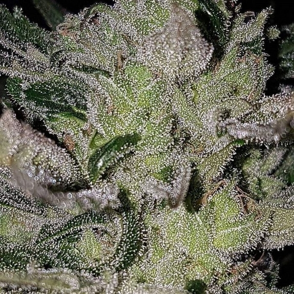 Chemdog Psychosis Cannabis Seeds