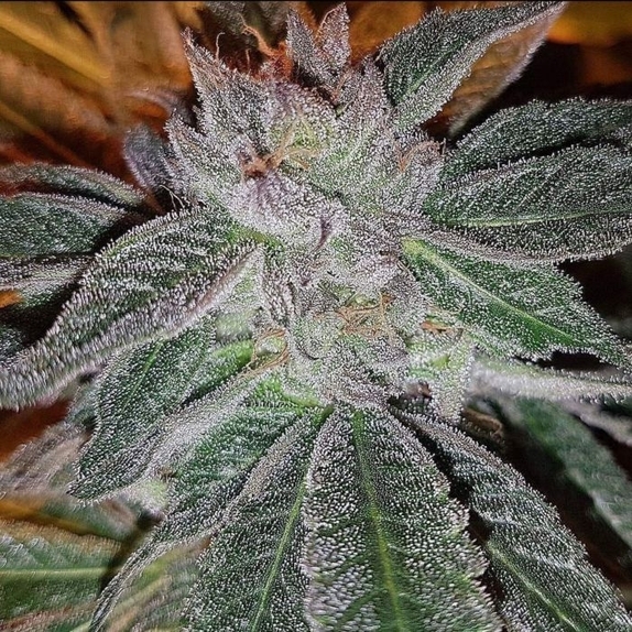 Strawberry Chemdog Haze Cannabis Seeds