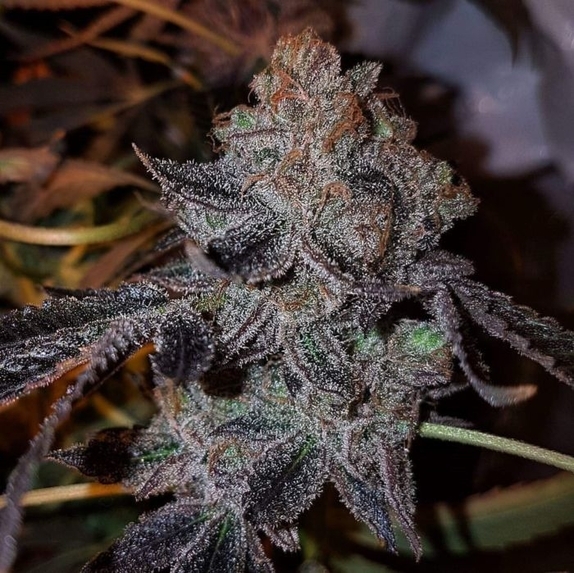 New York Chem Dog Haze Cannabis Seeds