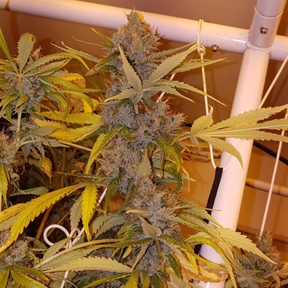 Daves Dog Cannabis Seeds