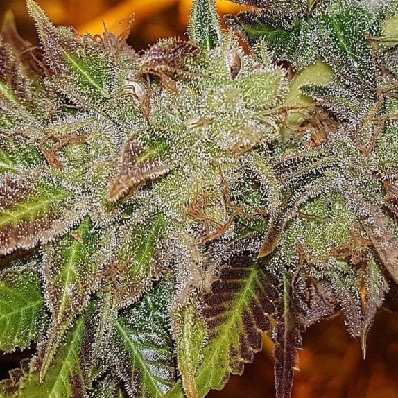 Kush Chem Haze Cannabis Seeds