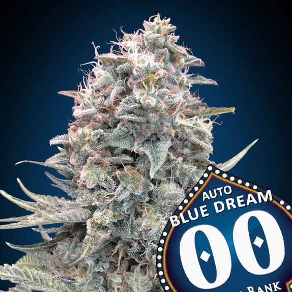 Auto Blue Dream Cannabis Seeds