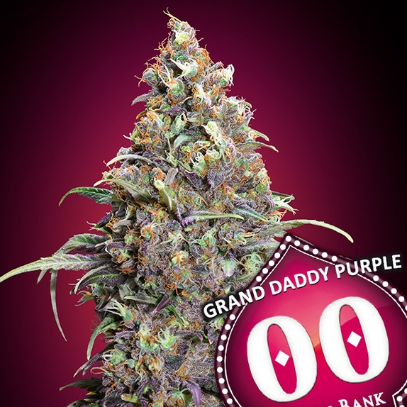 Grand Daddy Purple Cannabis Seeds