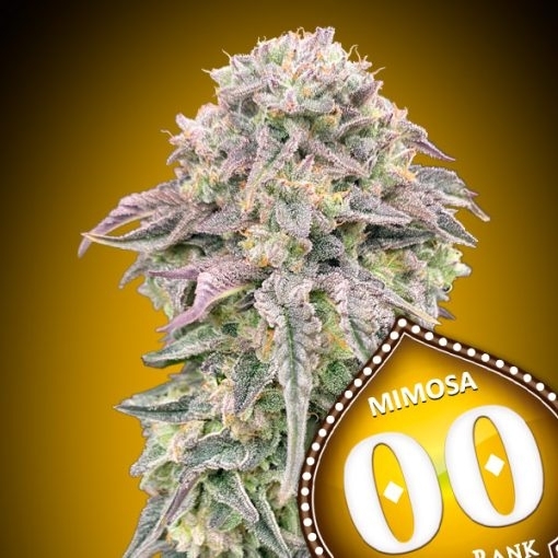 Mimosa Auto Cannabis Seeds