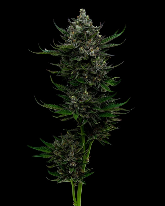 All Gas OG regular Cannabis Seeds