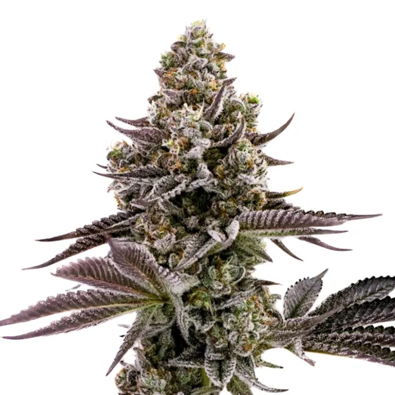 Blueberry Cupcake  Cannabis Seeds