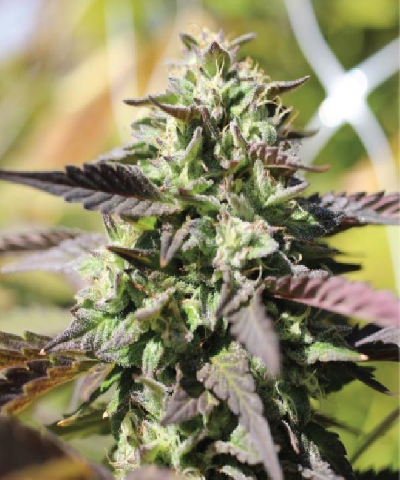 Chunkadelic Auto Cannabis Seeds