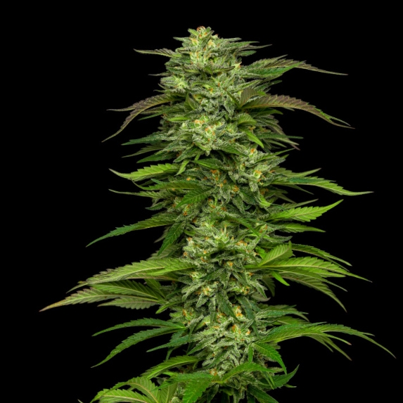 Dream Queen Cannabis Seeds