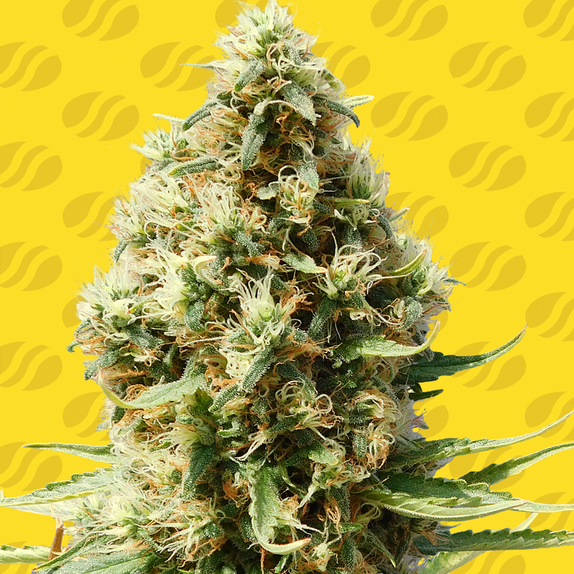 Frosted Guava Auto Cannabis Seeds