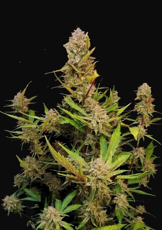 Apricot Auto Cannabis Seeds