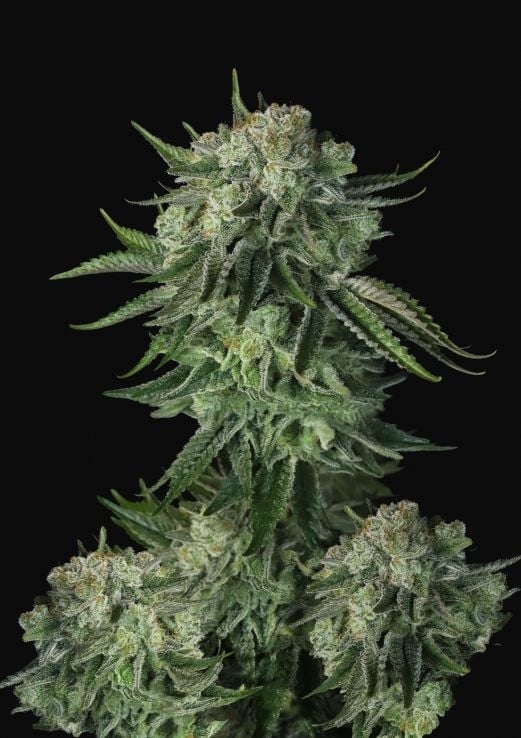 Original Moby Dick Auto Cannabis Seeds