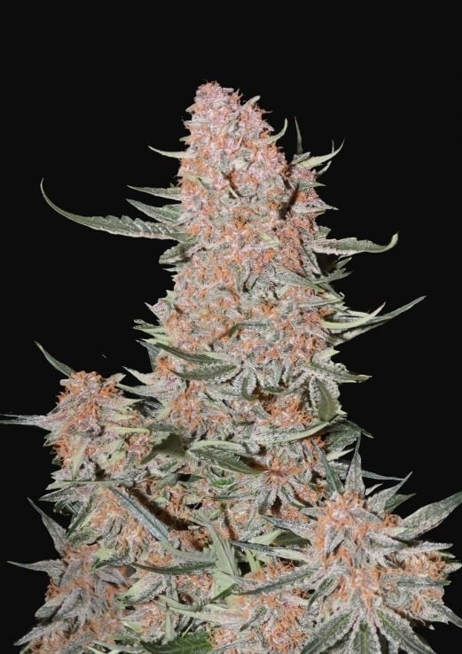 Ztrawberriez Auto Cannabis Seeds