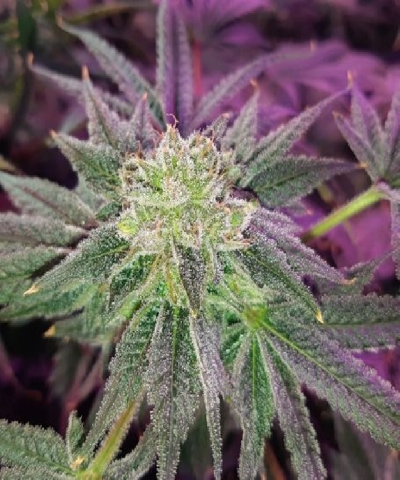 Glukies BX Cannabis Seeds