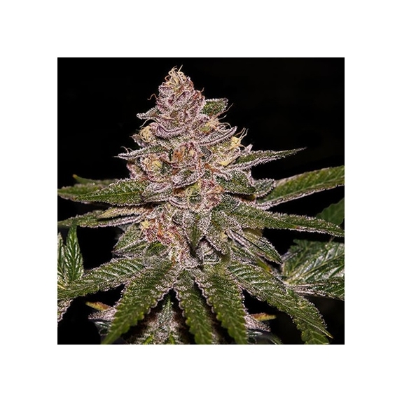 Auto Radical Juice Cannabis Seeds