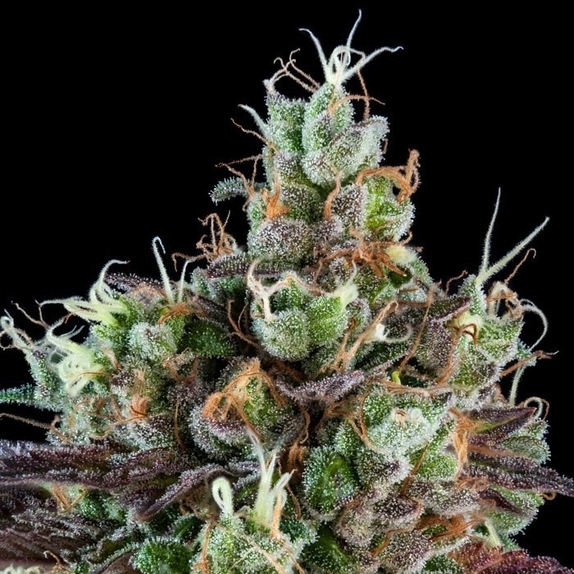 Auto Sour Ripper Cannabis Seeds