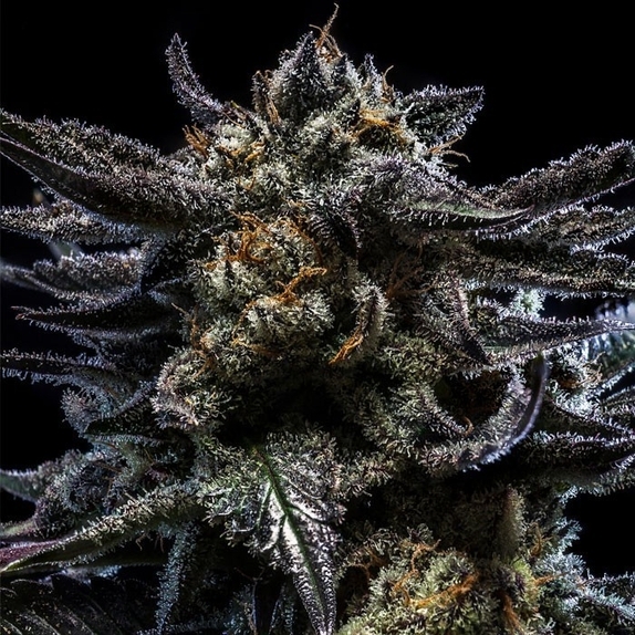 Auto Zombie Kush Cannabis Seeds