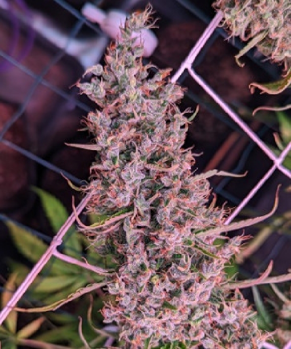Golden Tiger 3rd Version LIMITED EDITION Cannabis Seeds
