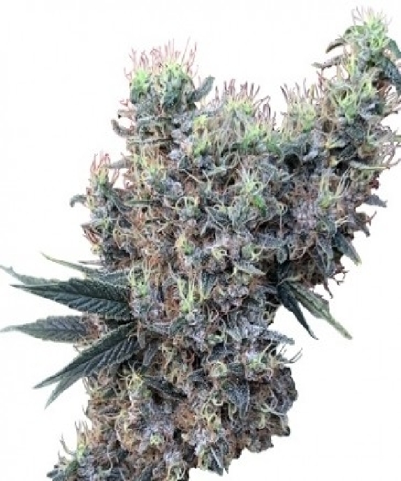 Golden Tiger x Panama LIMITED EDITION Cannabis Seeds