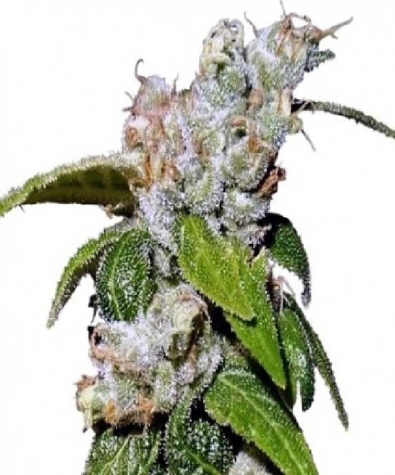 Green Haze 19 A5 LIMITED EDITION Cannabis Seeds