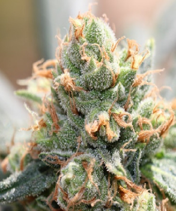 HashTonic LIMITED EDITION  Cannabis Seeds