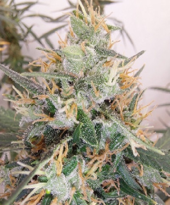 Panama A5 Haze LIMITED EDITION Cannabis Seeds