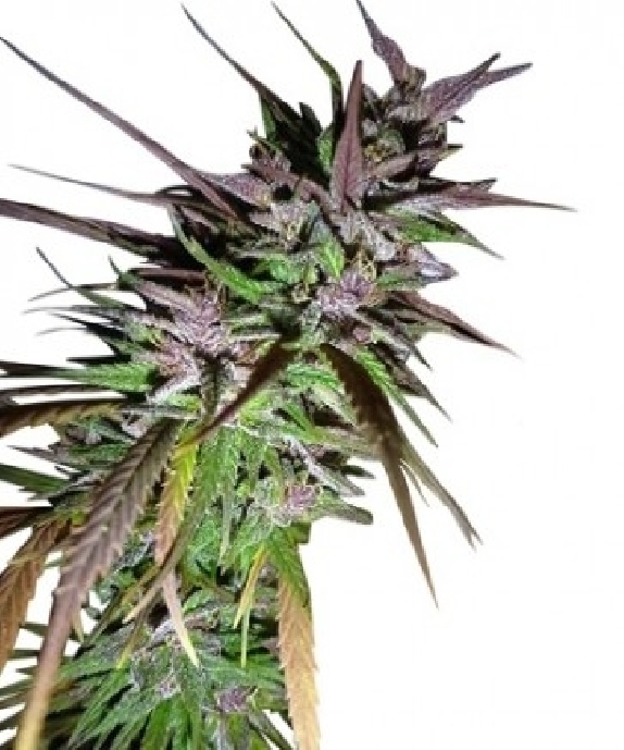Purple Pakistani Haze Cannabis Seeds