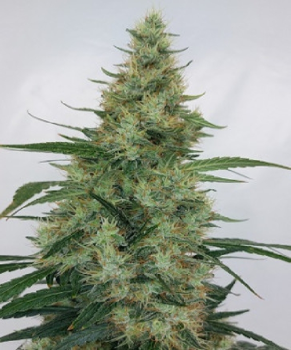 Super Panama Haze Cannabis Seeds