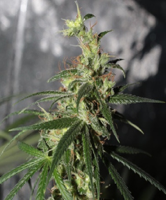 Thai A5 Haze Cannabis Seeds