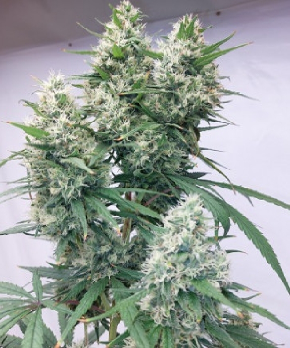 Zenith Cannabis Seeds