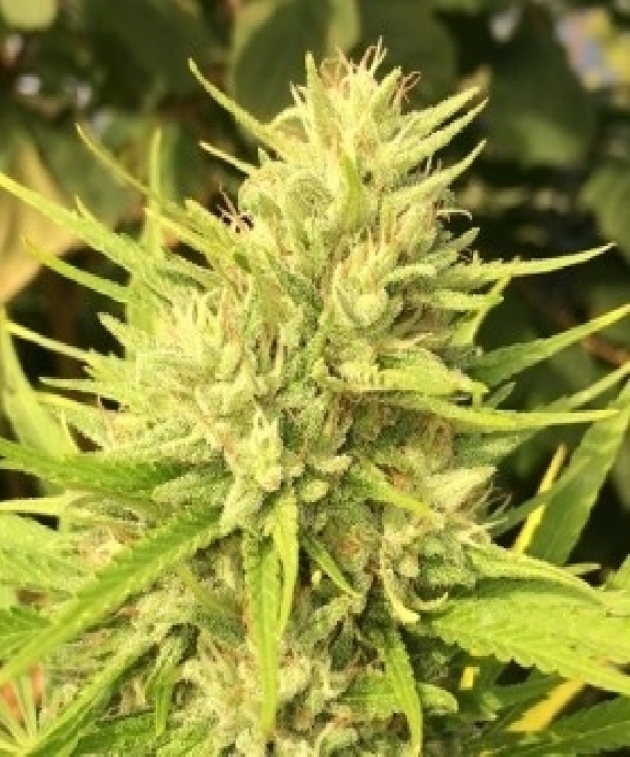 Bubba Kush x PCK Cannabis Seeds