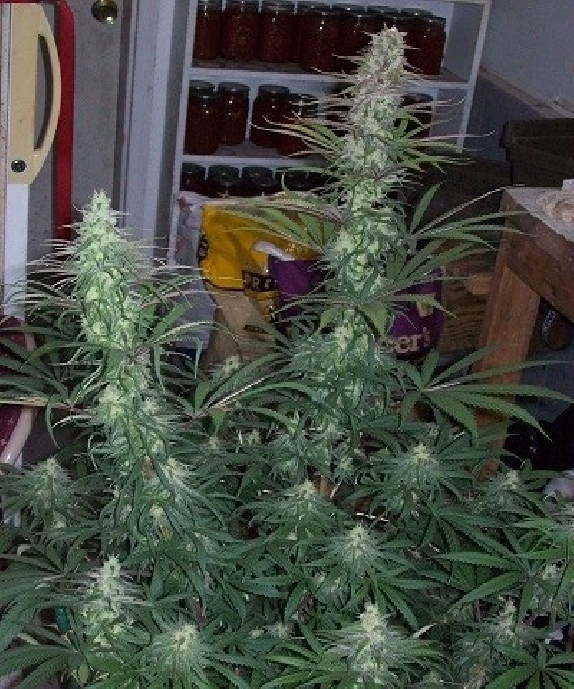 Green Mountain Grape Cannabis Seeds