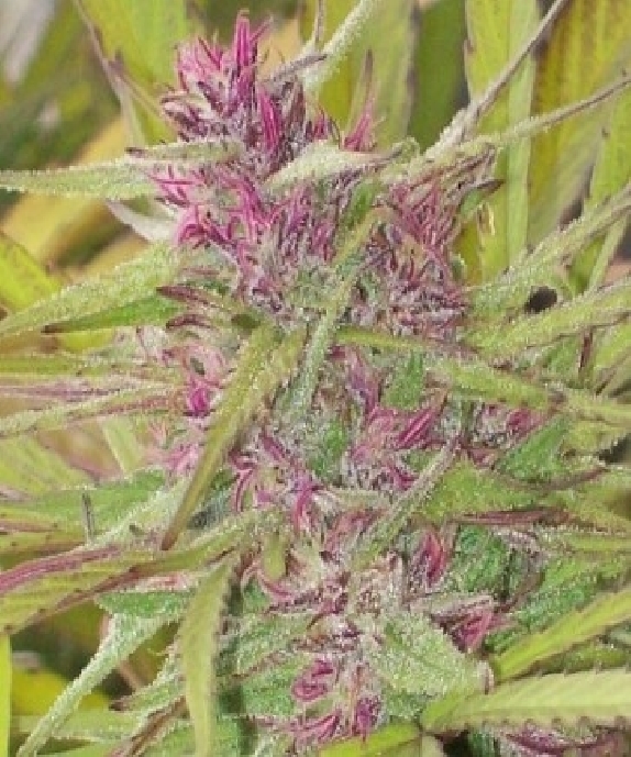 Purple Satellite Cannabis Seeds