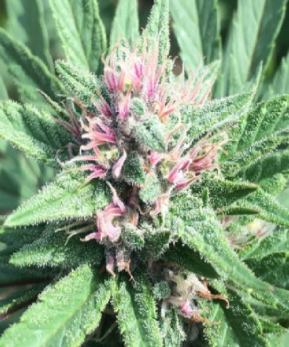 ErdPurt x PCK Cannabis Seeds