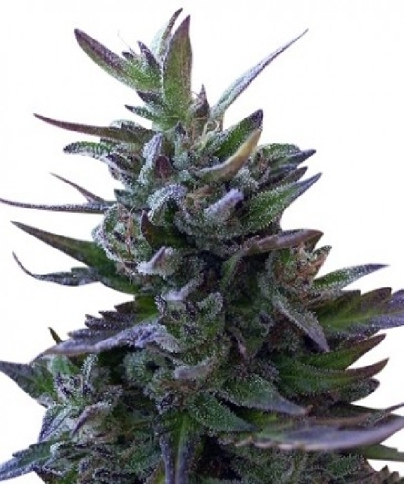Nepal Mist Cannabis Seeds