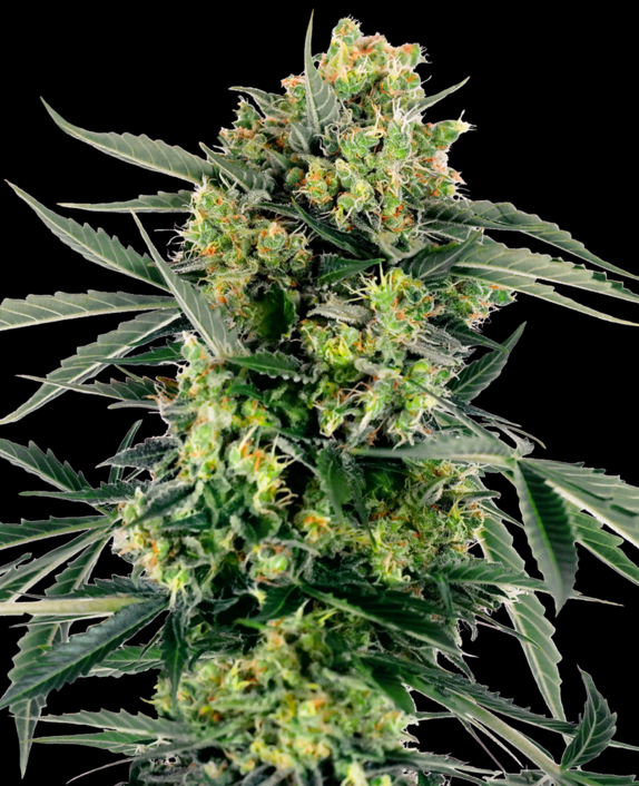 Blueberry Zkittlez Auto Cannabis Seeds