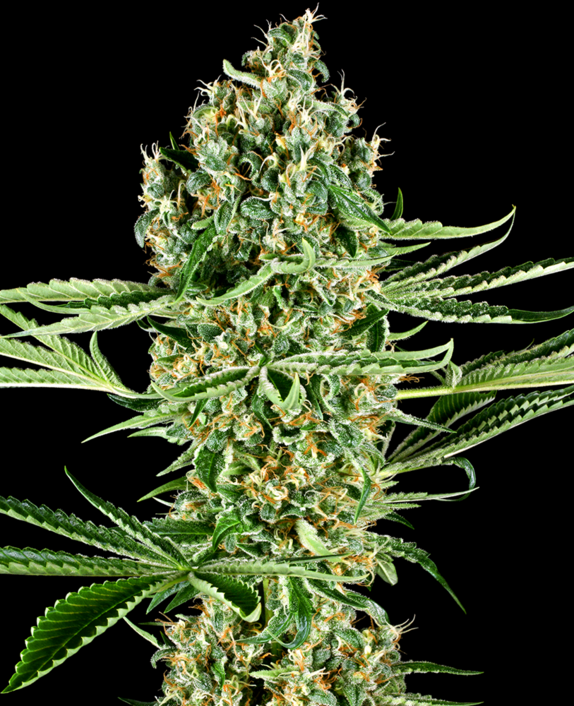 Critical Runtz Cannabis Seeds