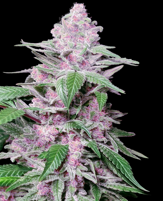 Purple Cookie Kush Cannabis Seeds