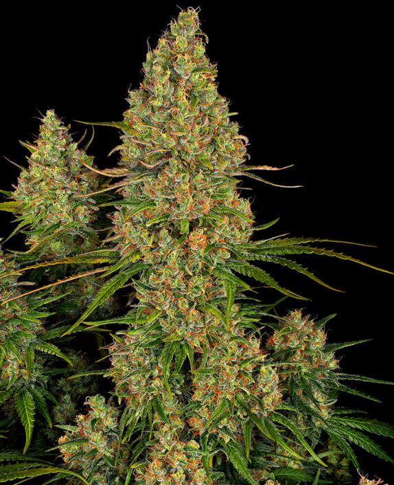 Sticky Orange XXL Auto  Cannabis Seeds