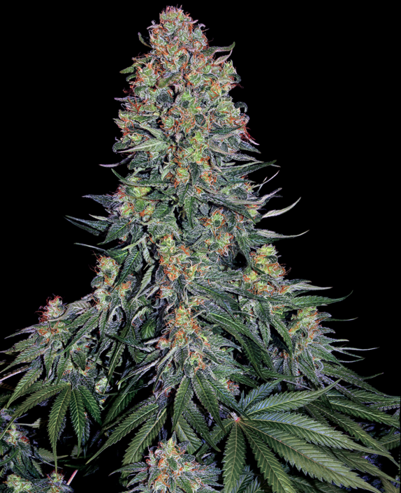 Blue Skunk Cannabis Seeds