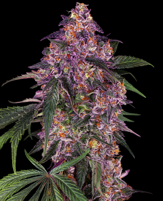 Purple Kush  Cannabis Seeds