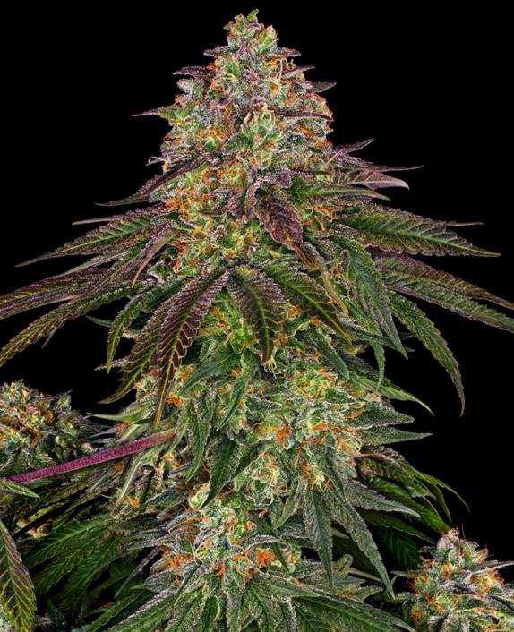 Sweet Cherry Kush  Cannabis Seeds