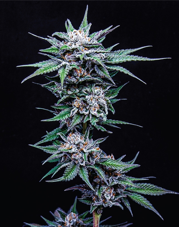 Blueberry Pancakes Cannabis Seeds