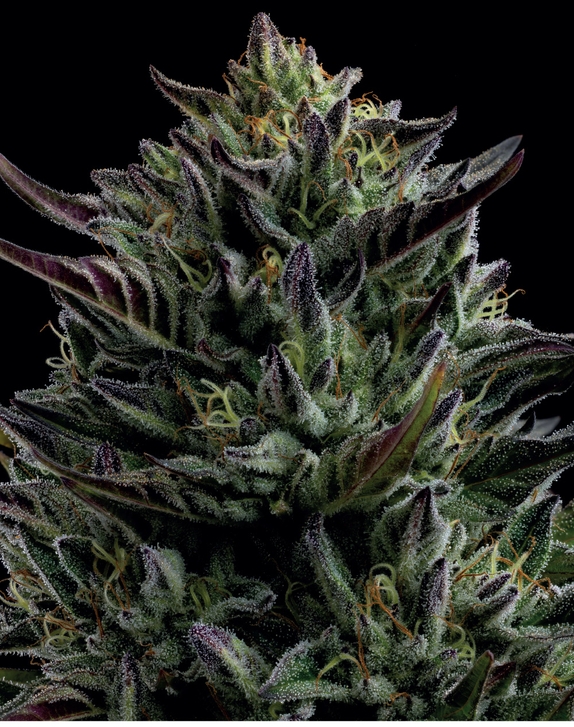 California Octane  Cannabis Seeds