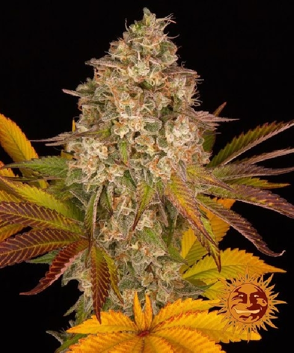 Cookies Kush Auto Cannabis Seeds