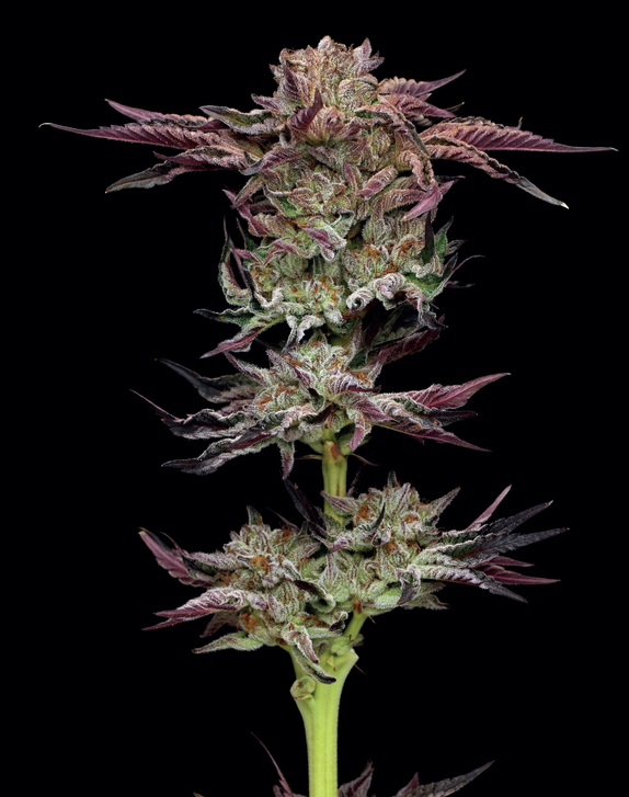 Jelly Donutz Cannabis Seeds