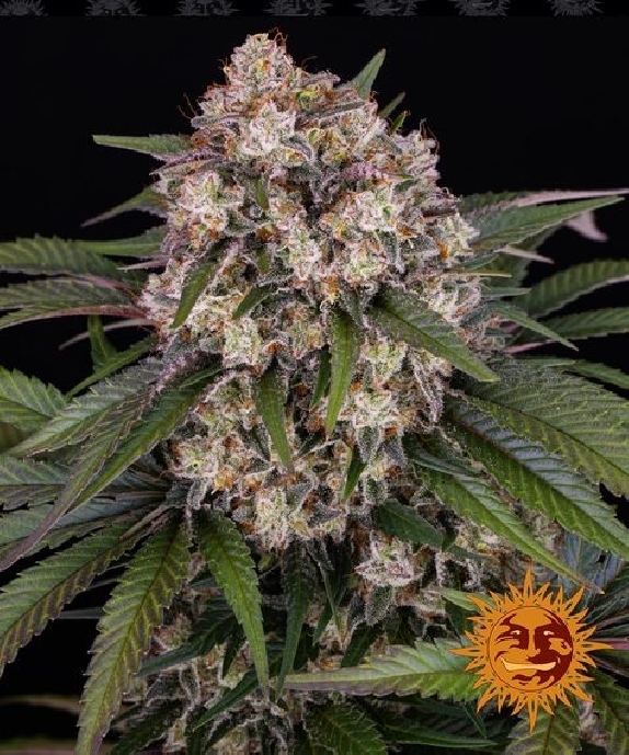 OG Kush Auto Cannabis Seeds