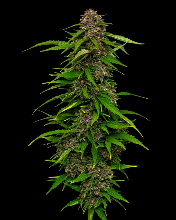 Squirt Auto Cannabis Seeds