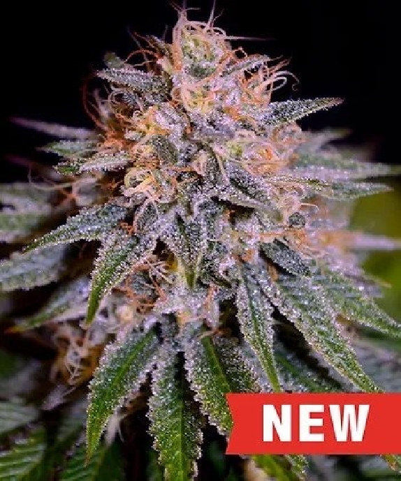 Biscotti Auto Cannabis Seeds